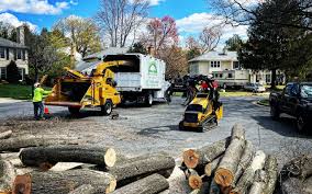 Best Storm Damage Tree Cleanup  in Rio Grande City, TX