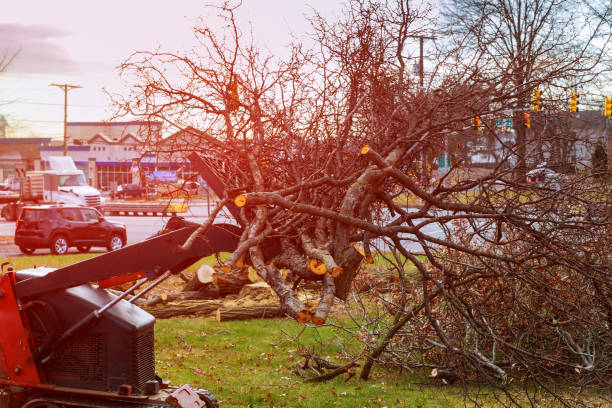 Best Utility Line Clearance  in Rio Grande City, TX