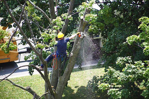 Best Lawn Mowing  in Rio Grande City, TX