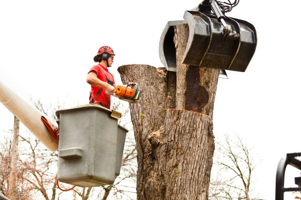 Best Leaf Removal  in Rio Grande City, TX